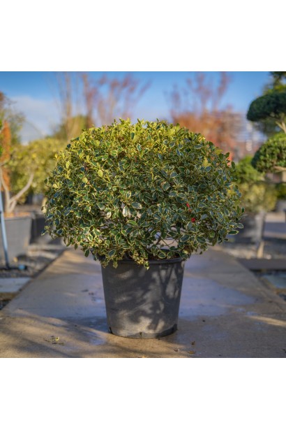 Саджанець падуба Аргентея Маргіната